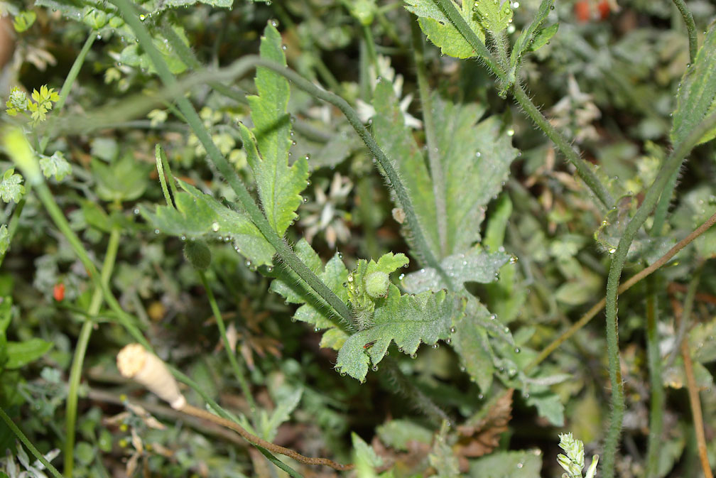 Papaveri (Papaver rhoeas e P. pinnatifidum)